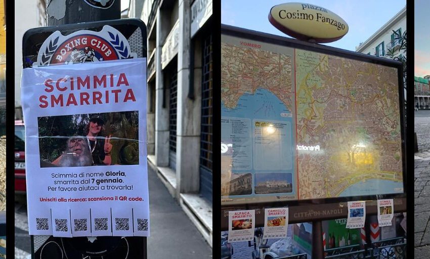 Un alpaca scomparso a napoli? una scimmia smarrita a milano? è la nuova iniziativa di guerrilla marketing di weroad