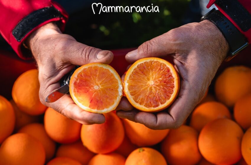 Mammarancia: arance, agrumi biologici e tantissime specialità siciliane a portata di click
