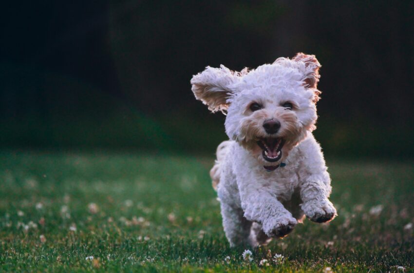  VIAGGI PET FRIENDLY IN ITALIA: LA NUOVA MINIGUIDA DI ROVER E LONELY PLANET ITALIA PER PARTIRE INSIEME